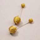 Kolczyki wiszące z kulkami z kordonka w złotej tonacji. DANCING QUEEN